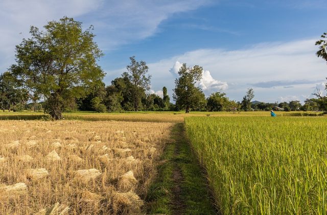 Mappalili