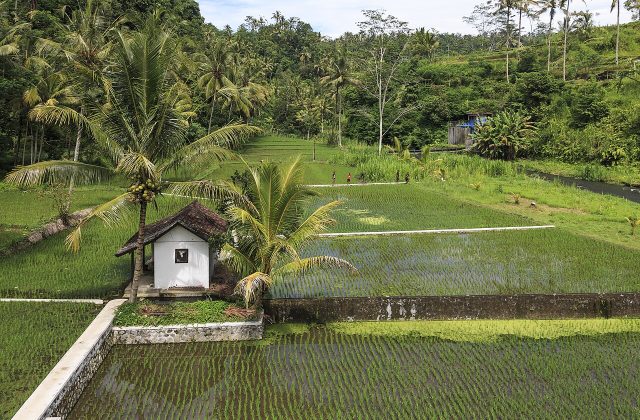 Anak-anak di sawah