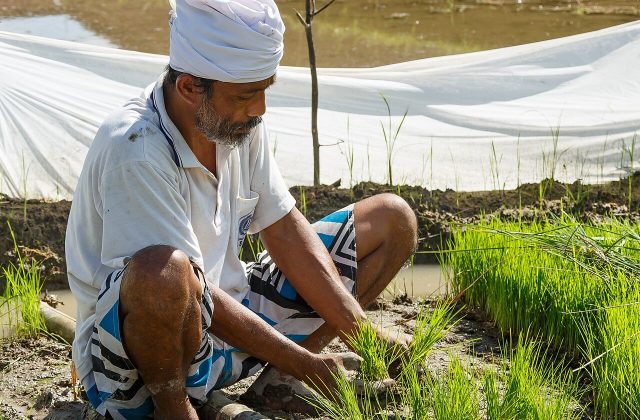 Sehari di Sawah: Dari Awal Musim sampai Panen